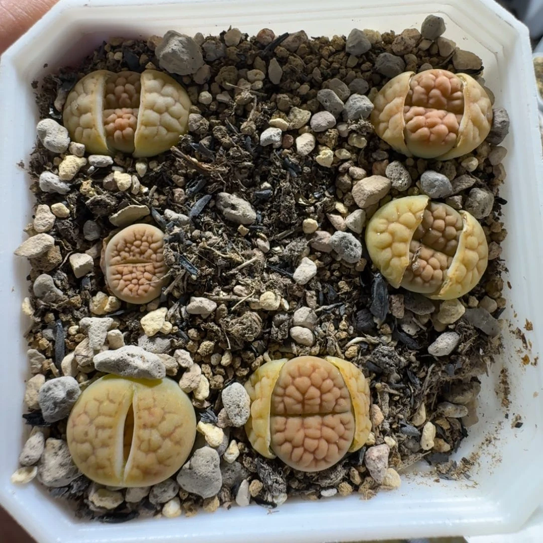 2371。黄绿富贵一盒