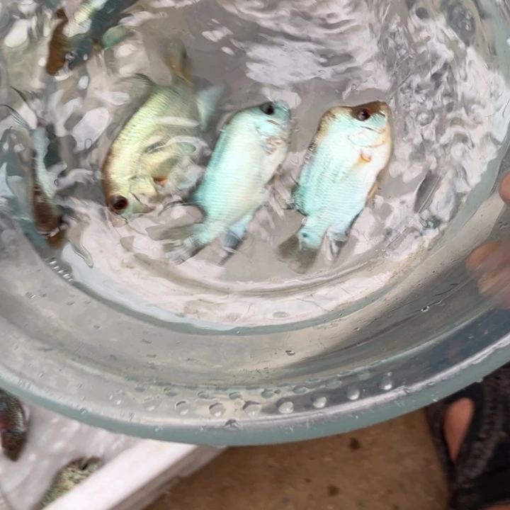 罗汉鱼25.8/////////1条