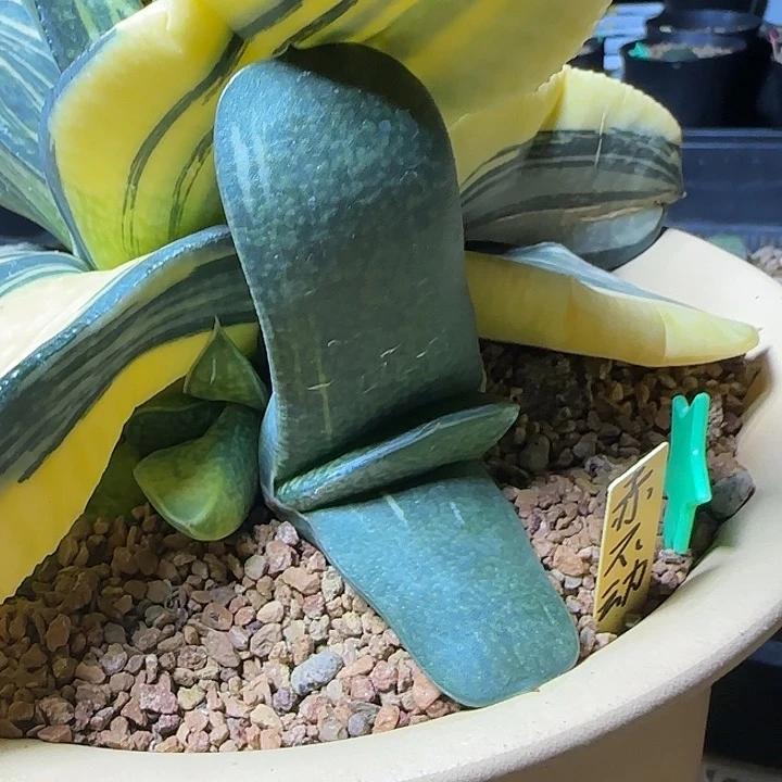 大型旋转赤不动锦大侧芽