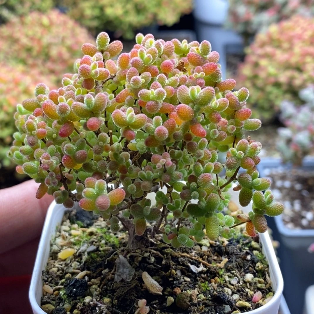 蜜橘糖球223。