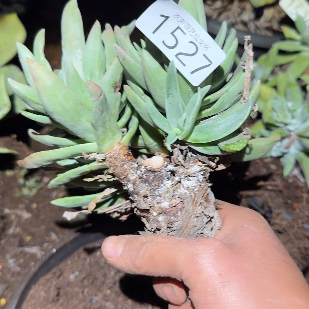 3代杂交仙女杯多肉脆瑕疵