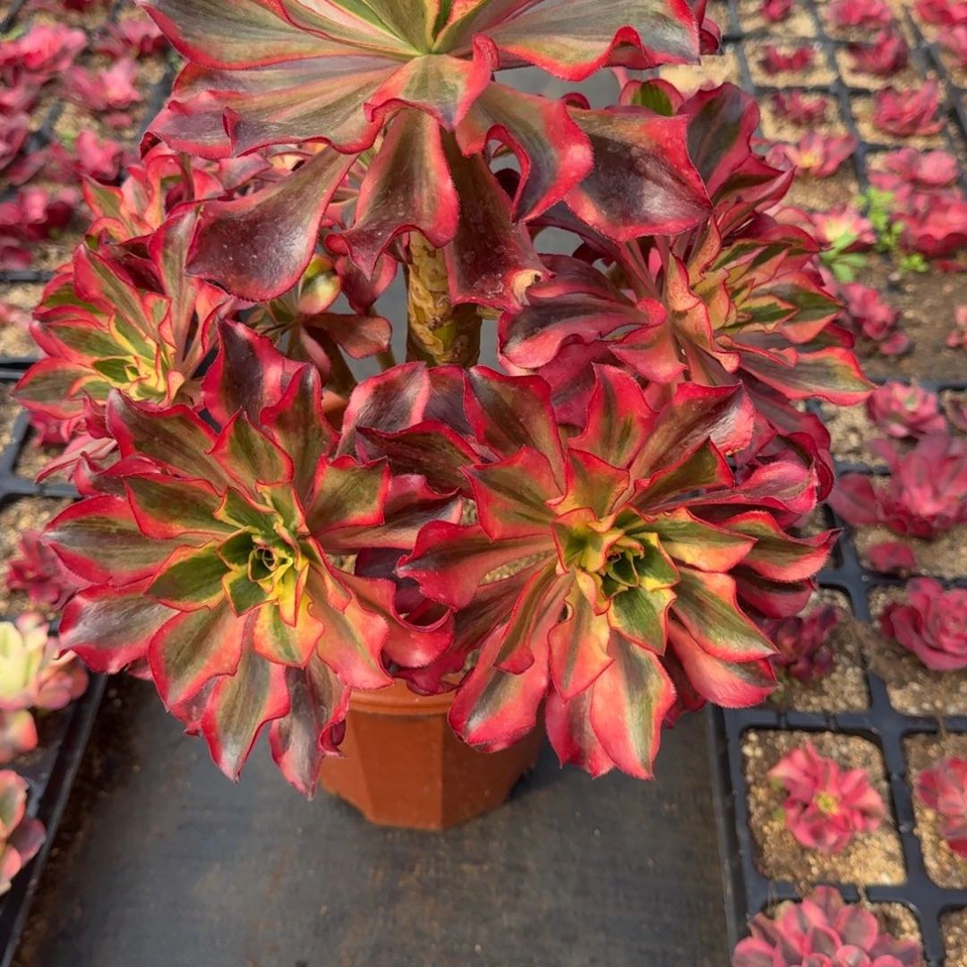 丽***影570多肉植物魅影多肉有干伤特价