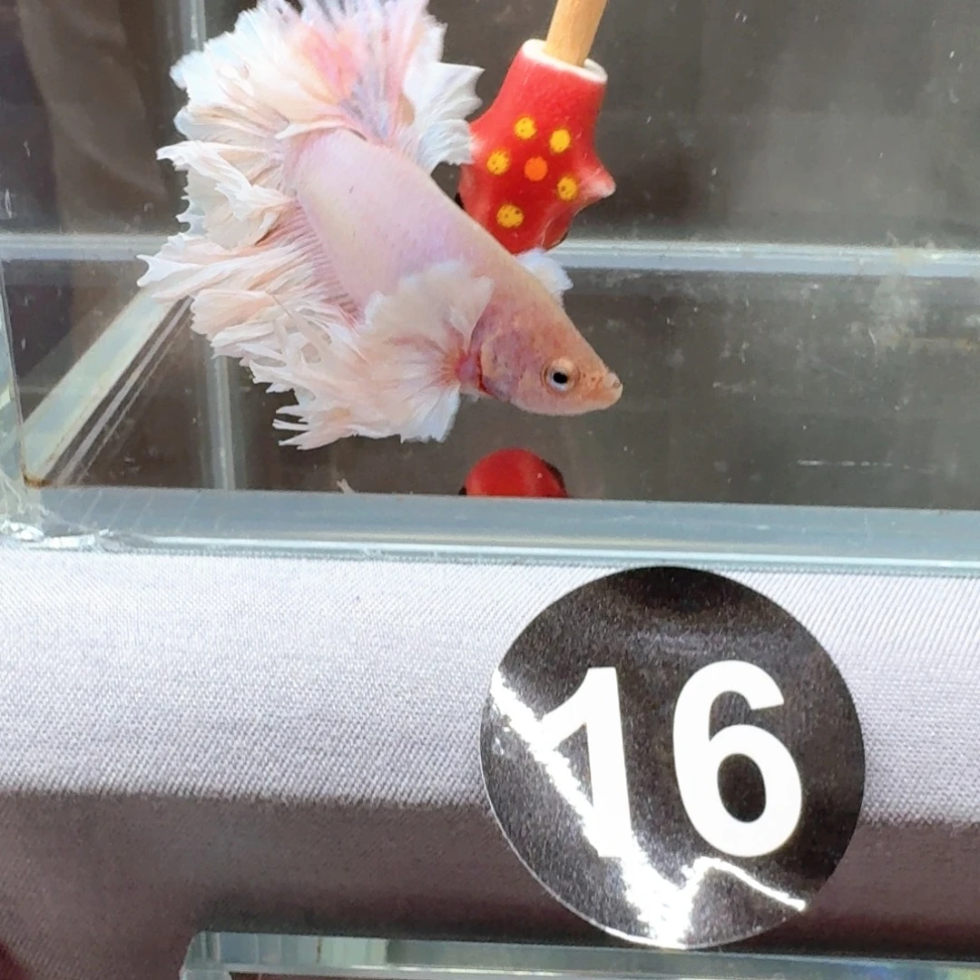 小***少海水鱼泰国斗鱼印尼斗鱼