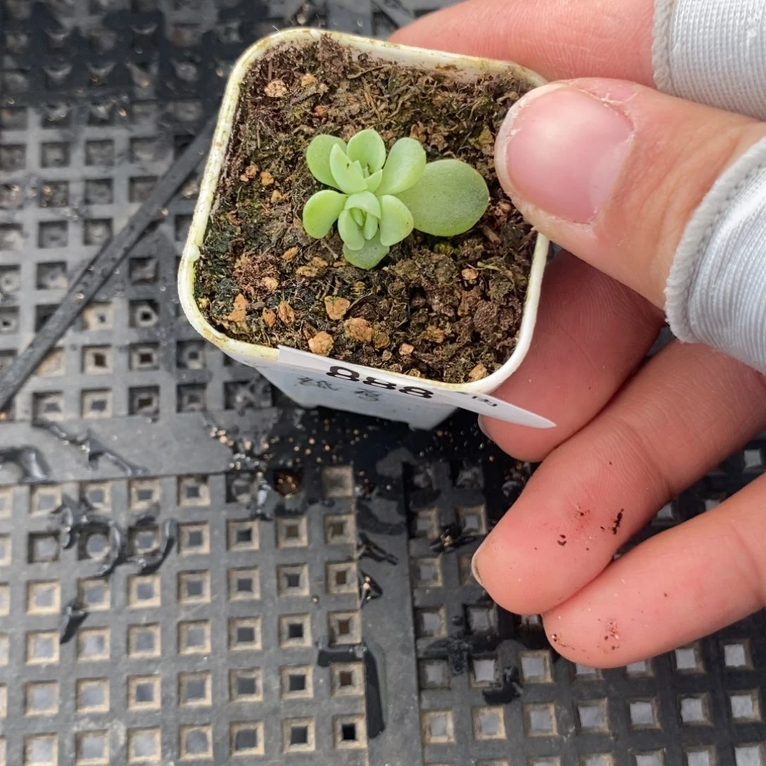 标签888纸鸢一个多肉量拍