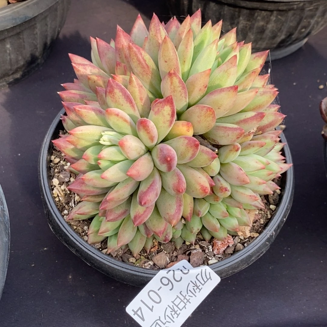 两单包邮1226-14二代虞