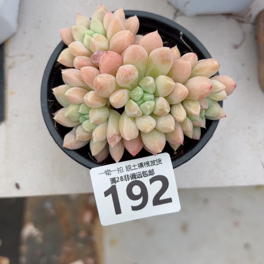 星空美人无盆土发货