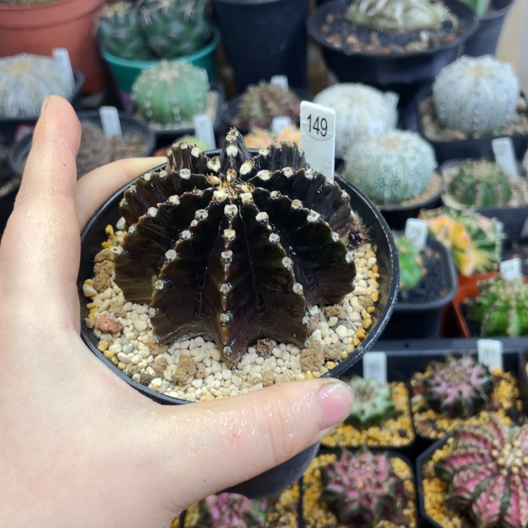 盆5公分满25包邮裸根发货