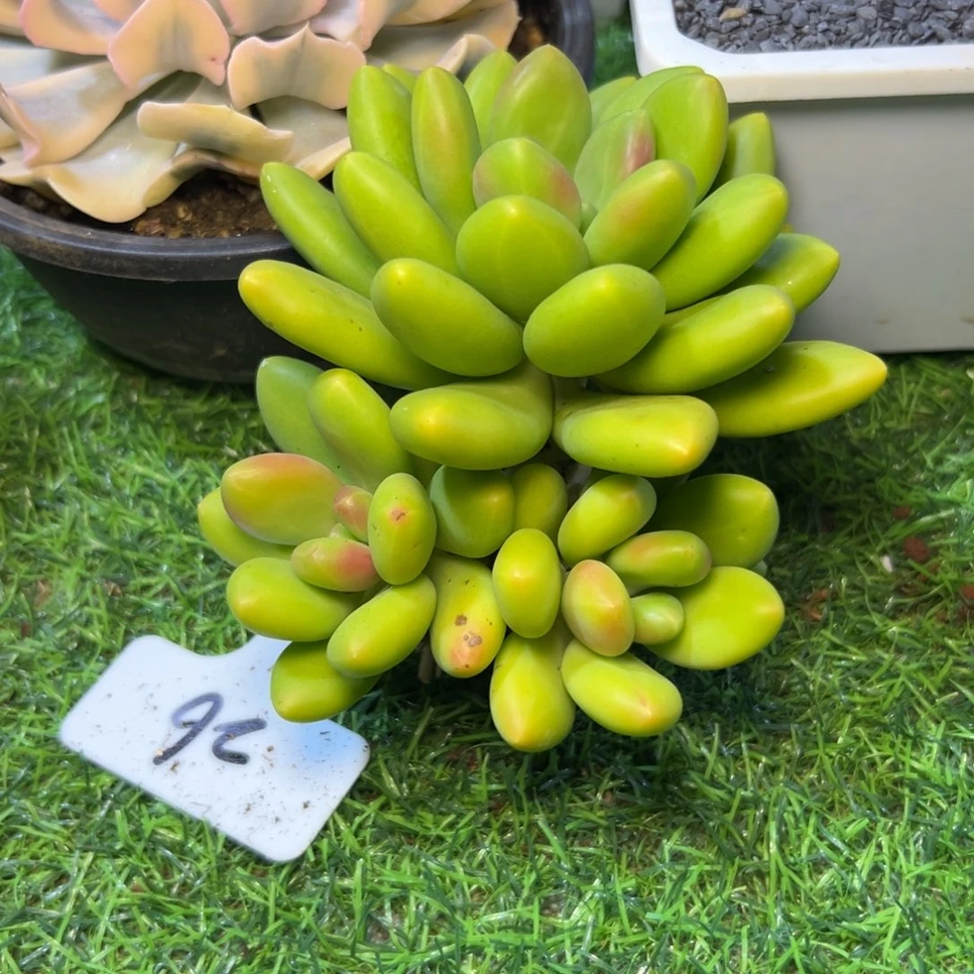 ****肉美，人，杂…………亮哥