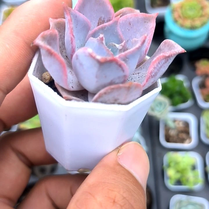 露西哪精品，满5元包邮