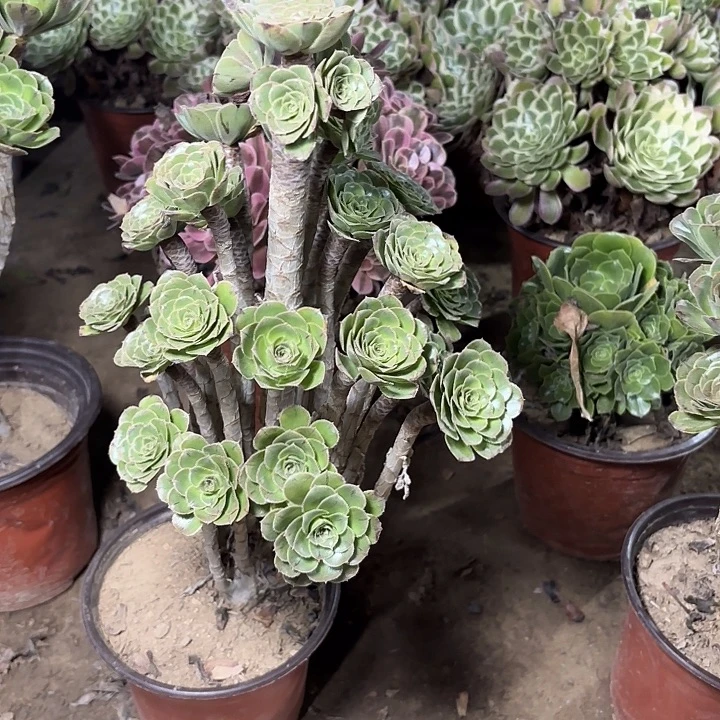 多肉植物原始绿16