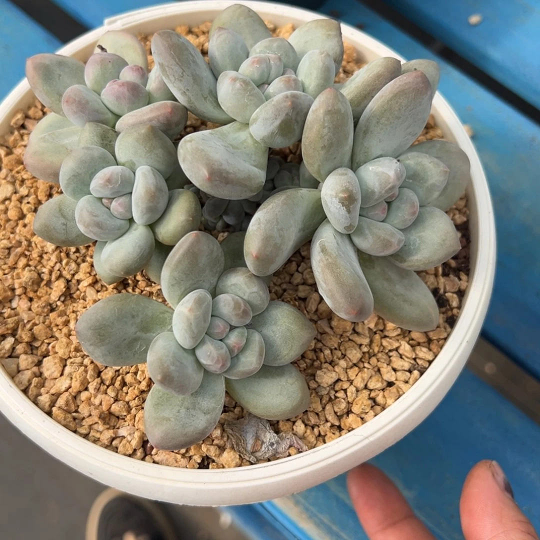 宝***静精品多肉一物一拍