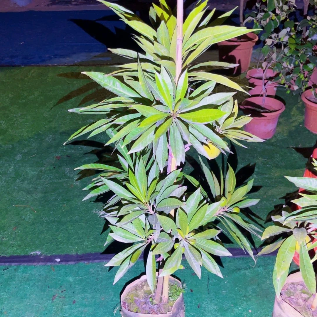 小****果苗。果苗。果苗6666