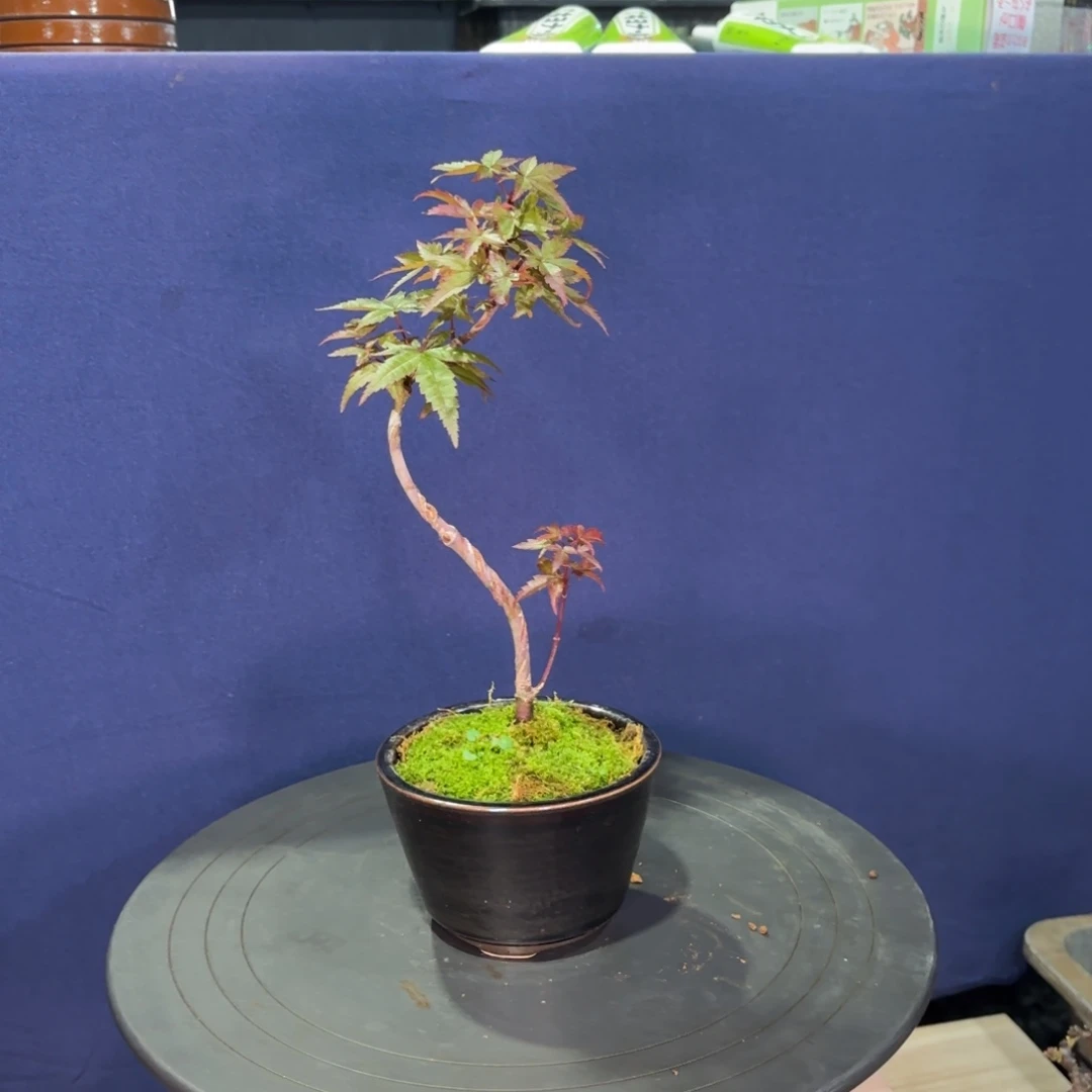 293号原生出星星带盆包邮