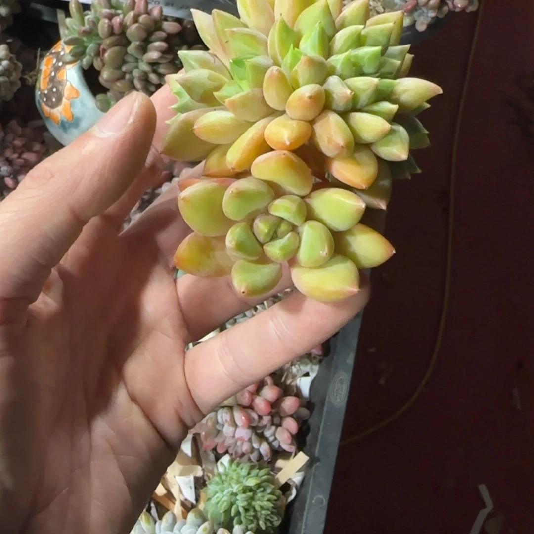 红象牙7头朵朵一物一拍