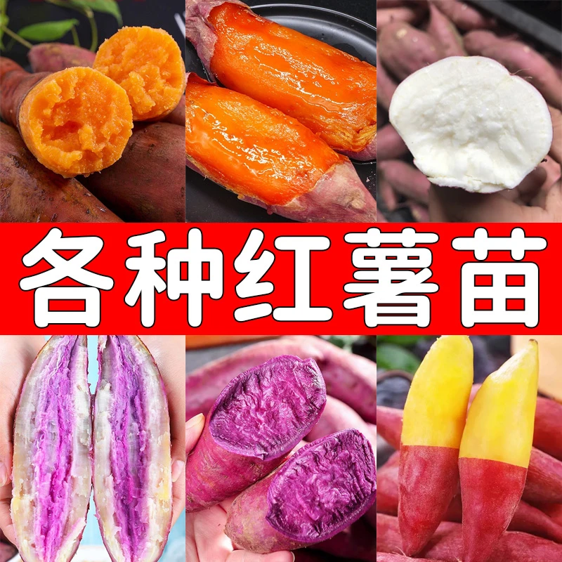 【1000颗选项】红薯苗地瓜苗番薯山芋种植种苗