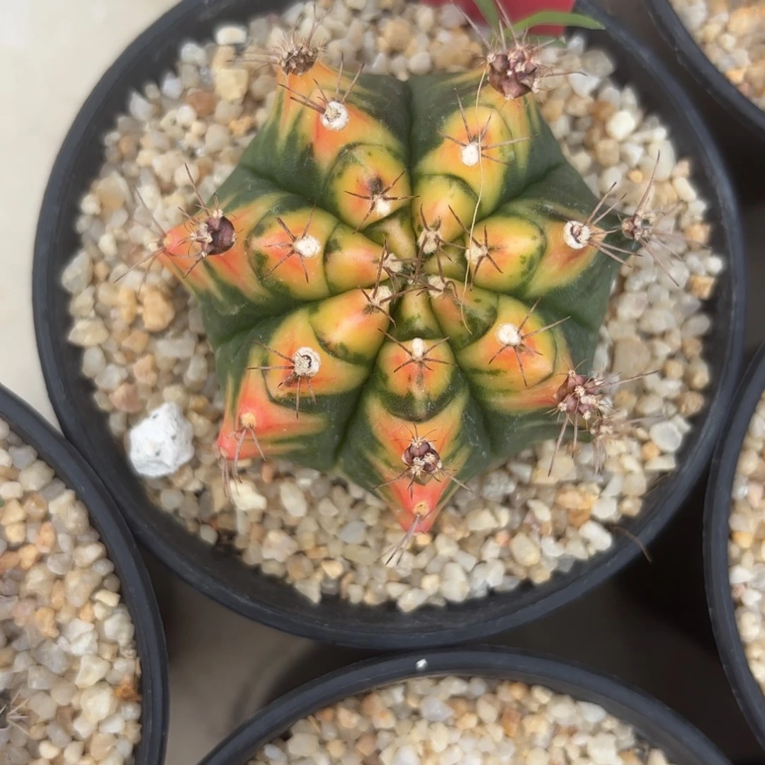 8-0104泰国发货多肉