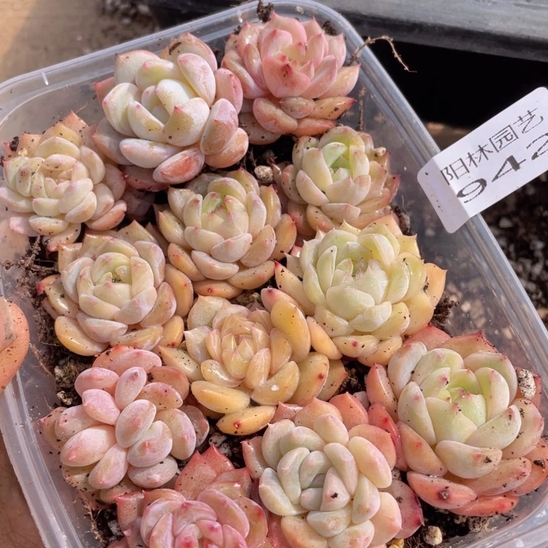 多肉植物多肉植物942