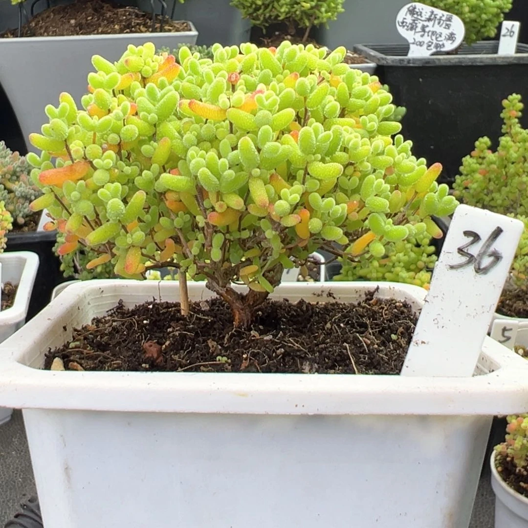 蜜橘糖球蘑菇头36号