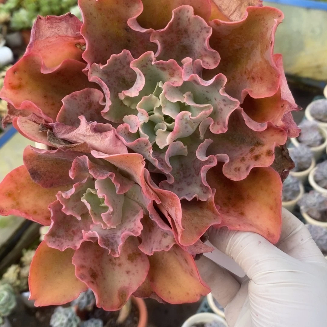 2804高沙之翁一物一拍