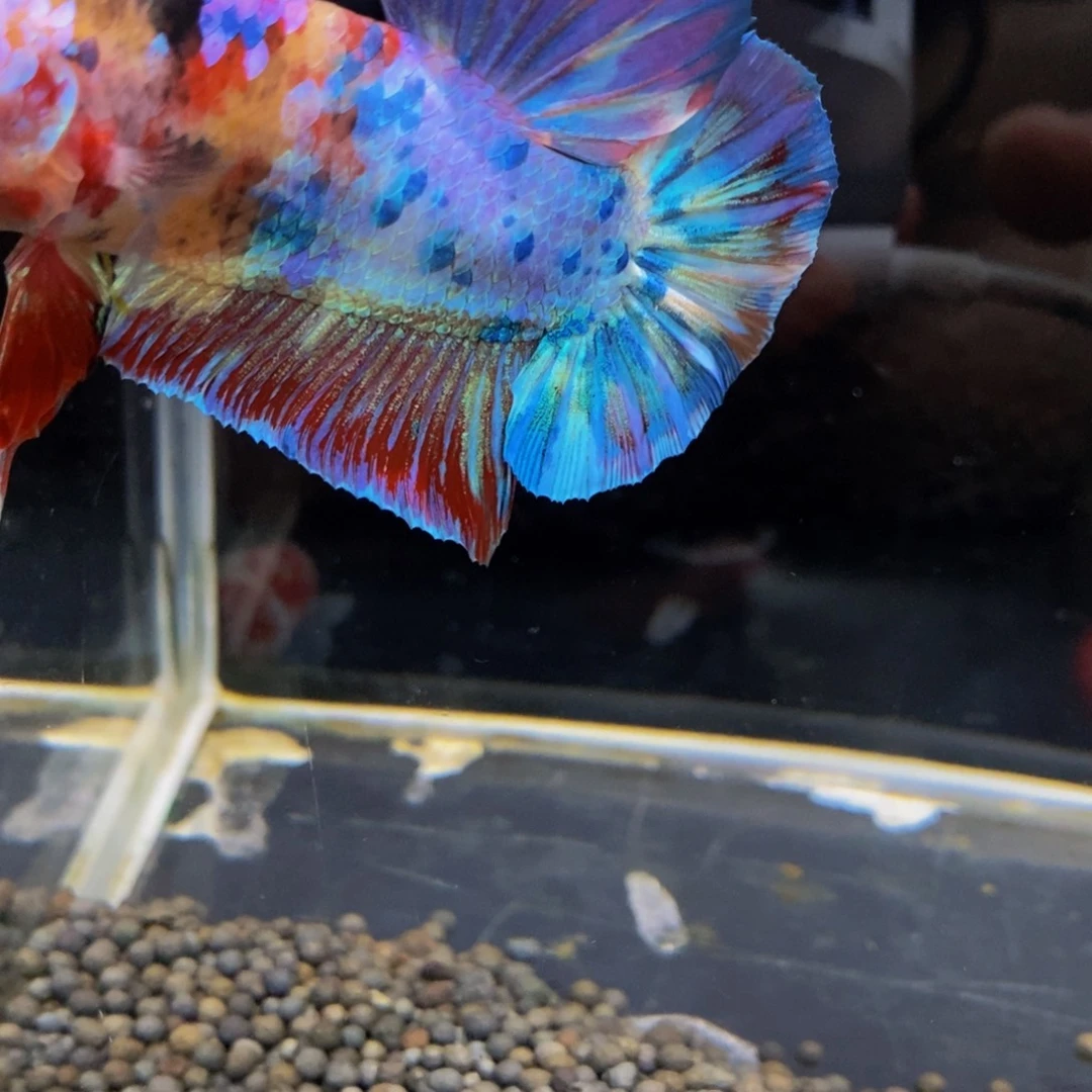 斗鱼378巨斗11111