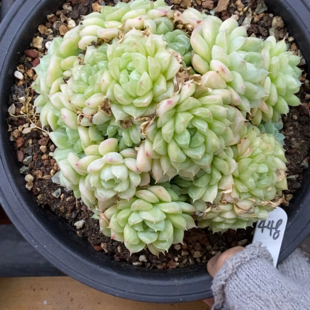 精品多肉一物一拍不包整448