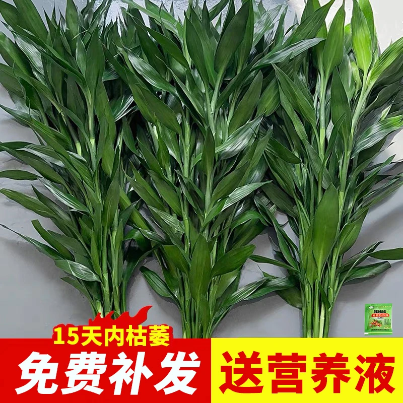 富贵竹水养绿植室内盆栽水培植物招财转运竹子粗杆基地批发直播