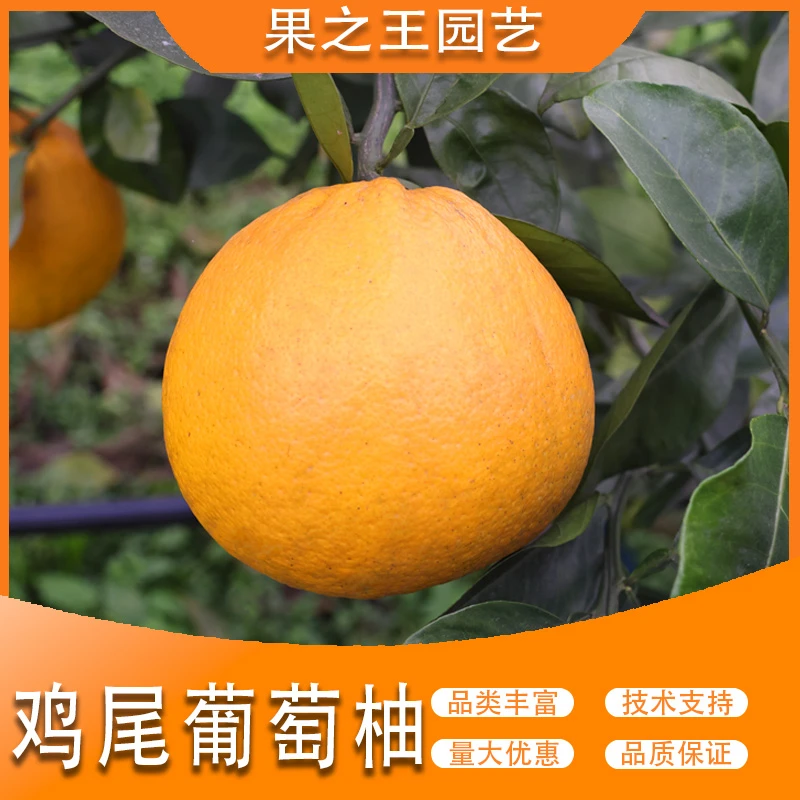 果之王【鸡尾葡萄柚】盆栽地栽正宗嫁接产量高南北耐寒柚子苗