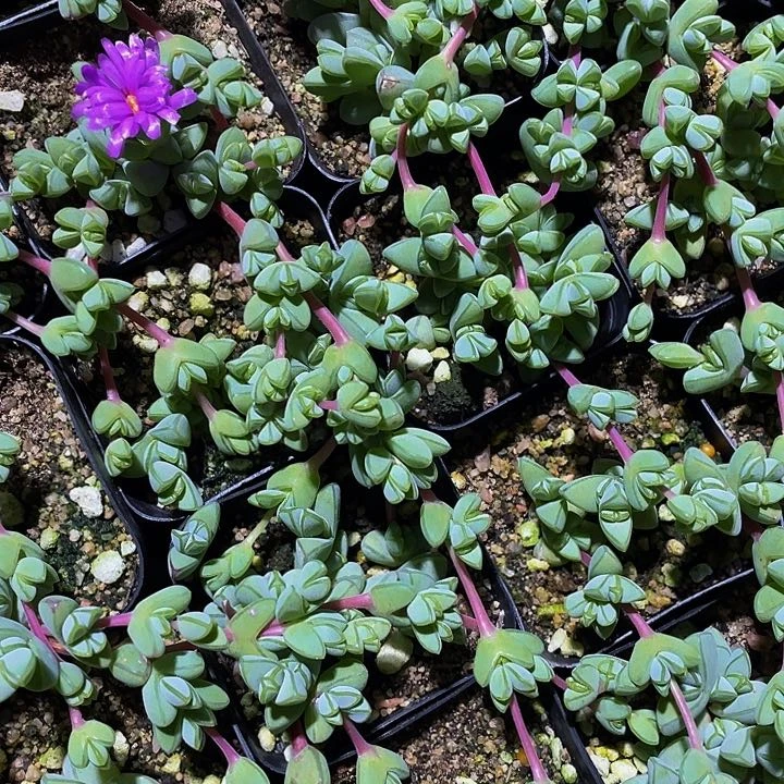 碧玉莲2.8带盆土