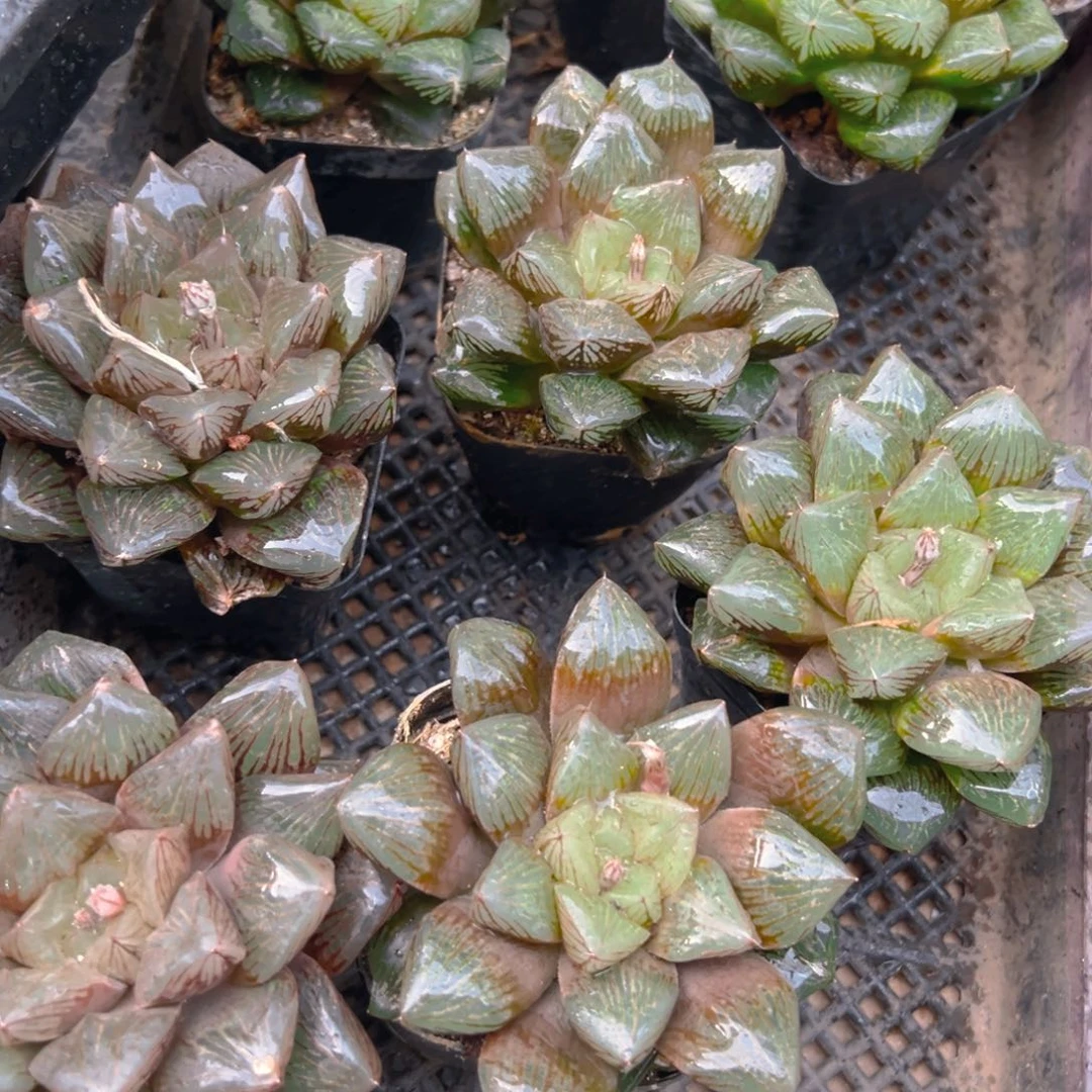 赤焰兽玉露多肉多肉一颗