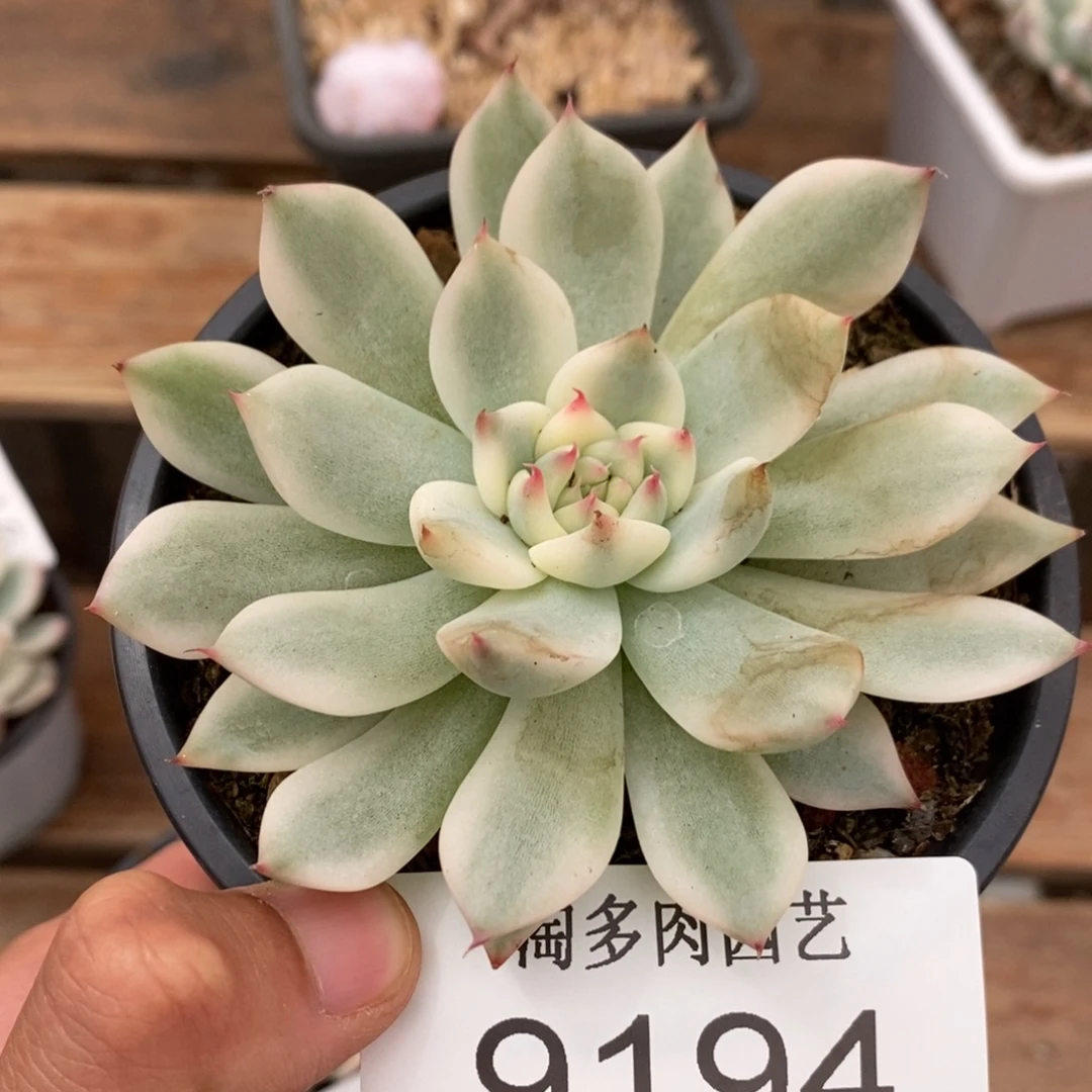 吉娃娃多肉植物9194