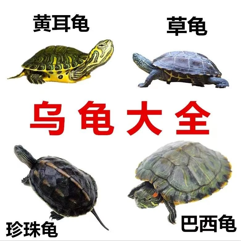 直播各种乌龟巴西龟花龟草龟（包活7天）