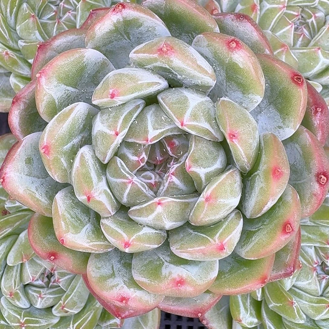 从前慢炖肉编号雪花珍妮