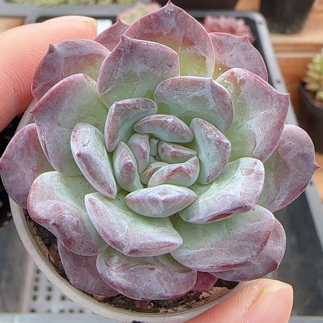 多肉0913-235凤九