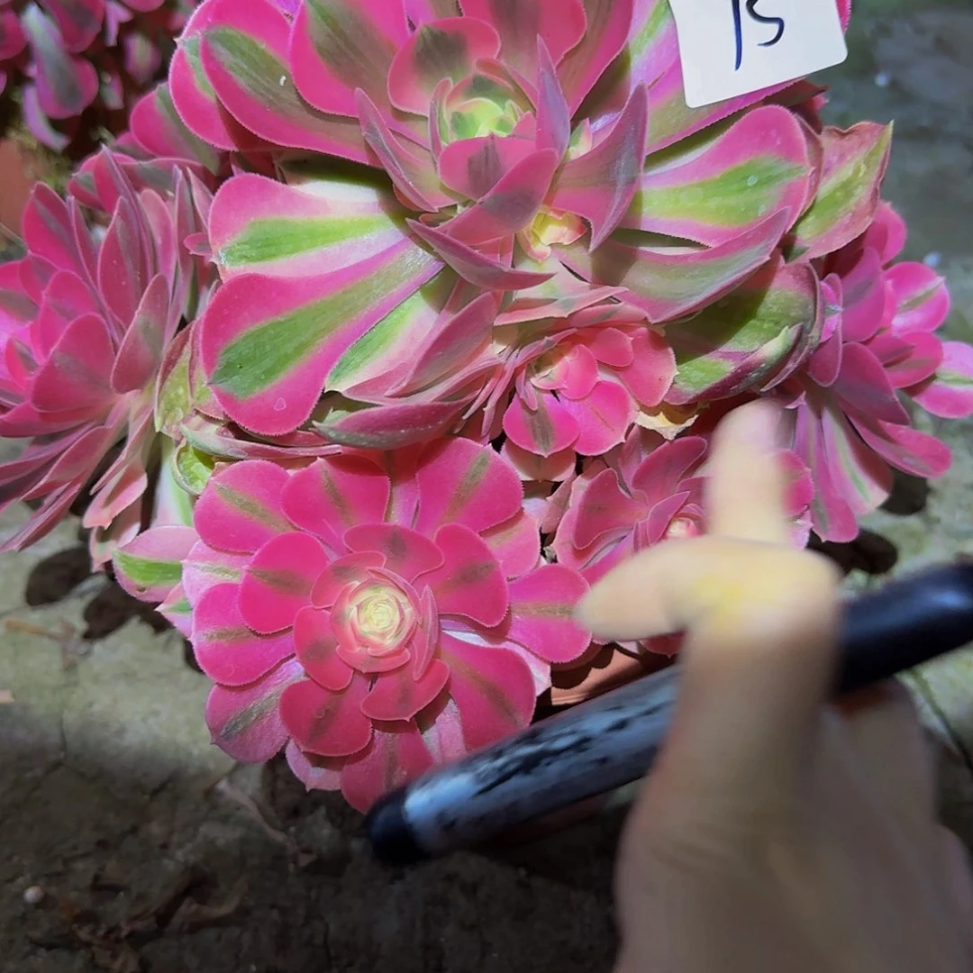 冷***界粉女巫一物一拍清仓福利不包损，不退不换7575