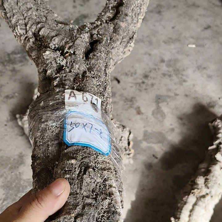 一物一拍一物一发