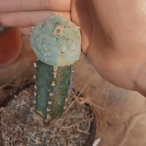 浪***.3120白肌乌鱼仙人球系列