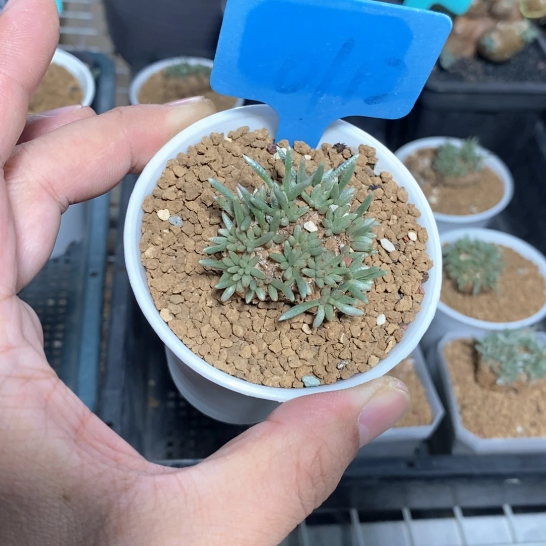 任锦多肉植物一个