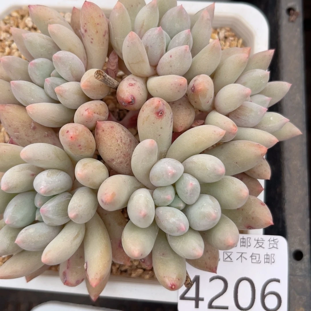 ✨**✨4206h h h j j k k