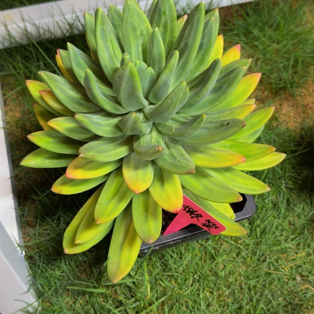 微***然微笑释然海洋寄养