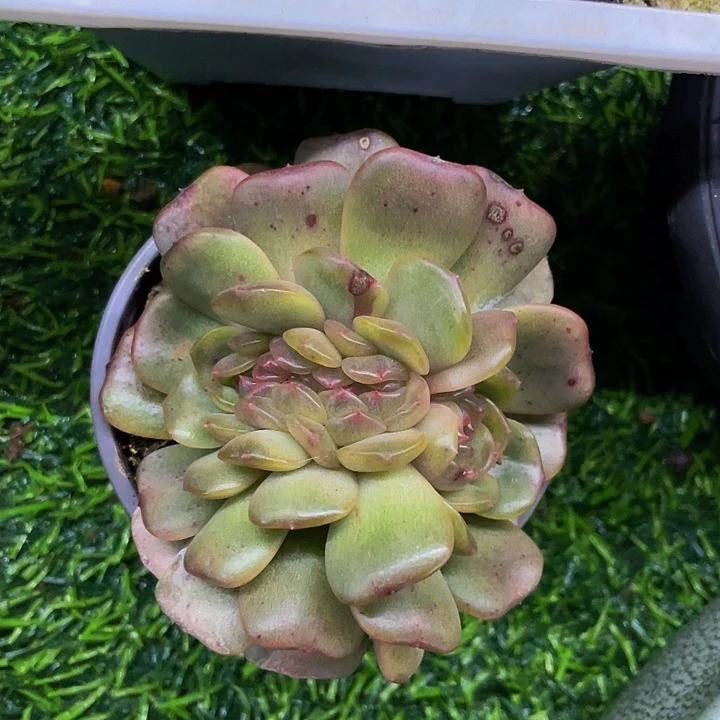 红恋缀化一样物品