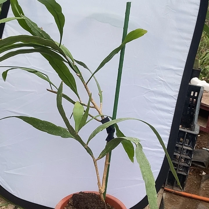 马***兰完全开放我是说你们都