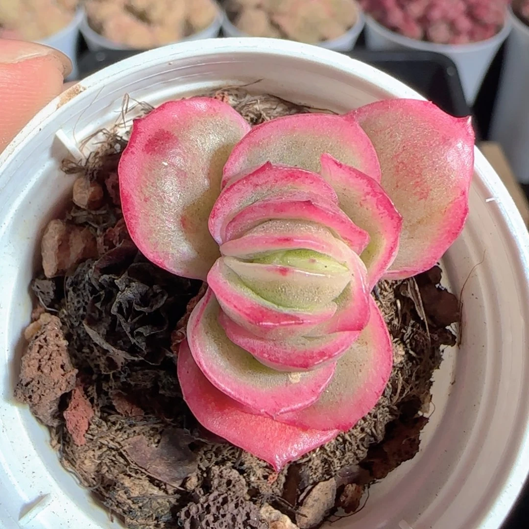 多肉1223-36冰玫瑰锦