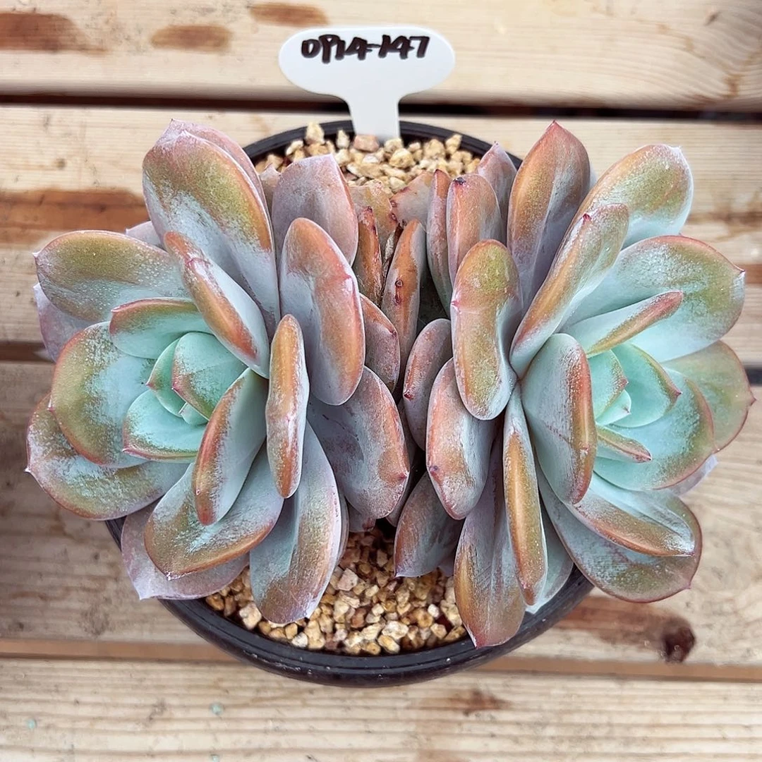 0914-147奶茶老桩