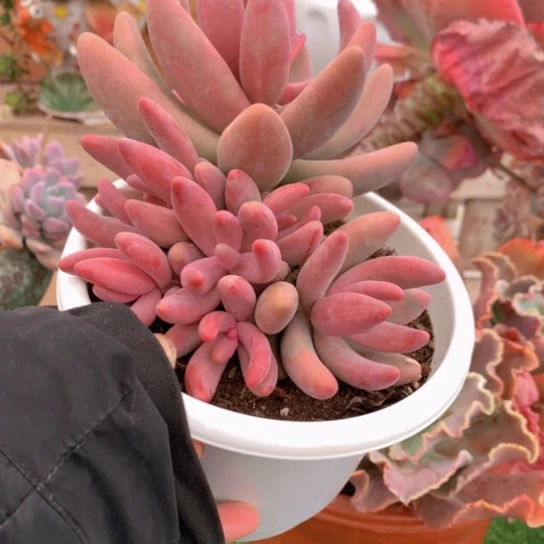 宛***花红手指多肉551244556