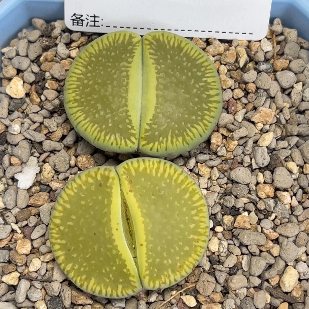 7740绿光阳2颗尺寸2.9