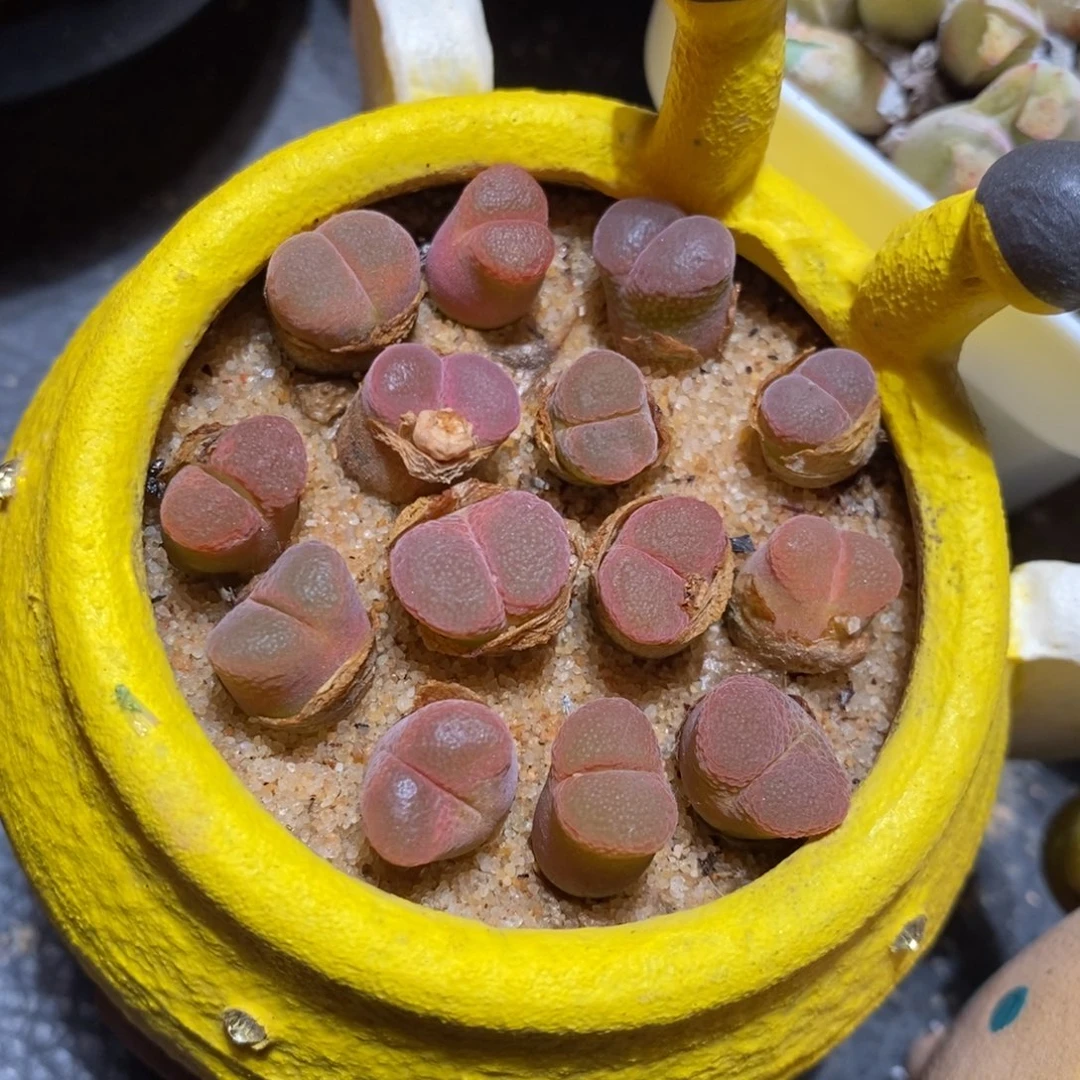 日本原株风铃一头。