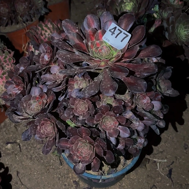 477晚霞植物不售后