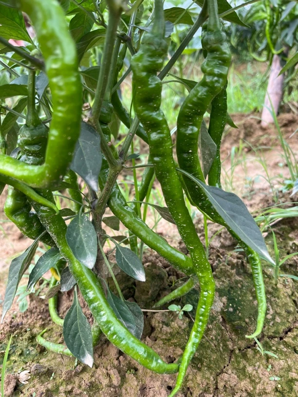湖南本地露天种植老品种土辣椒新鲜现摘香辣蔬菜