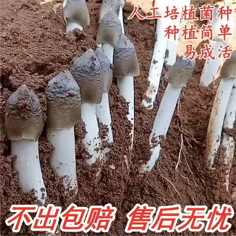 原种鸡枞菌种家种人工栽培新鲜蘑菇菌包室内室外庭院野外种