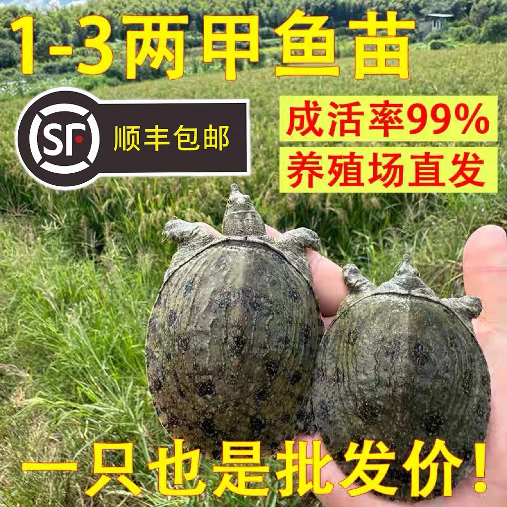 【1-5两外塘冷水甲鱼苗】养殖甲鱼鳖苗鲜活团鱼水鱼水产养殖包活